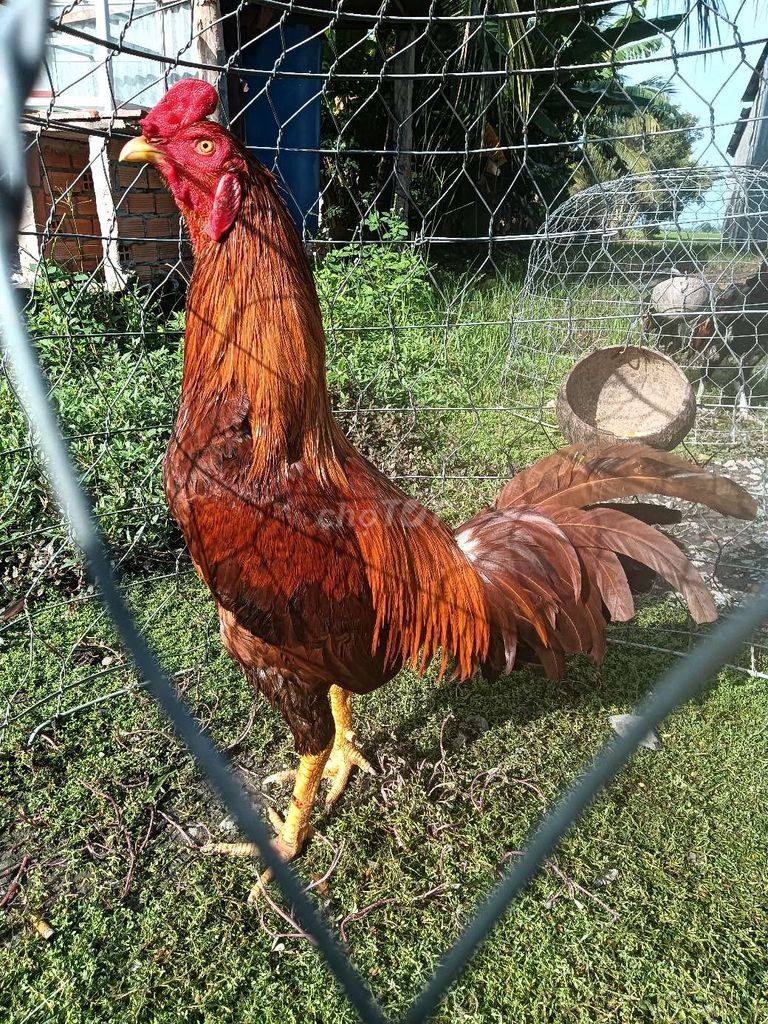 khét 2k9. Mua bán Gà tại Huyện Tân Hiệp Kiên Giang được đăng bởi Dương  hình 1