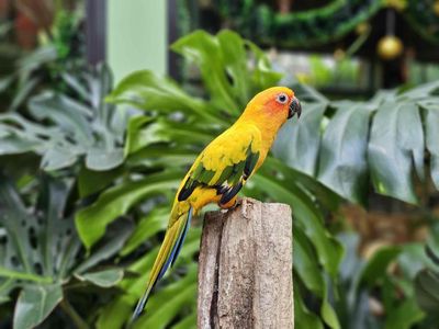 Sun Conure Parakeet (Mặt Trời) (1 Tuổi)