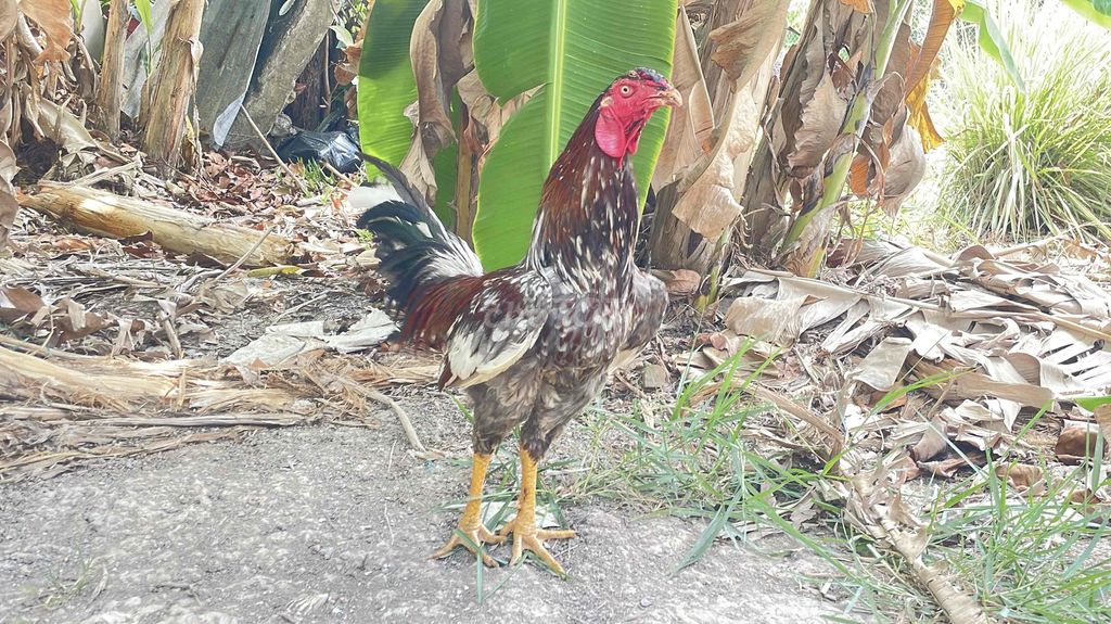 Gà chọi 3.5kg Đực. Mua bán Gà tại Huyện Châu Thành Kiên Giang được đăng bởi Chuyên gà đá  hình 1