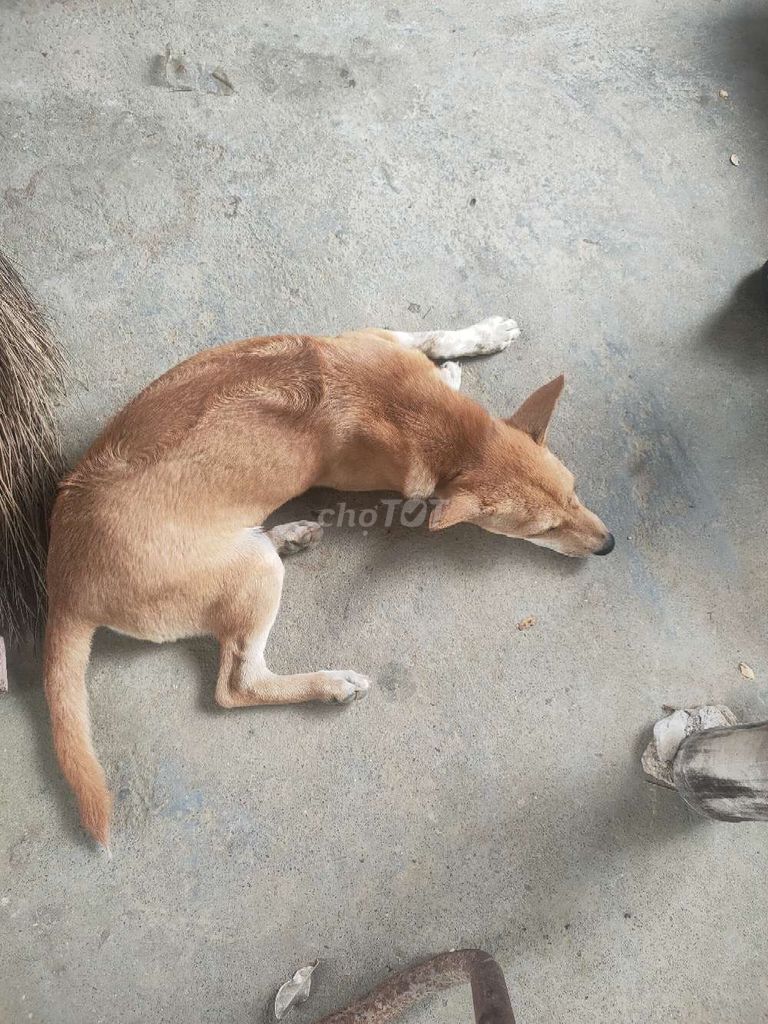 chó lai phú quốc. Mua bán Chó tại Huyện Phong Điền Thừa Thiên Huế được đăng bởi tiến đạt  hình 1