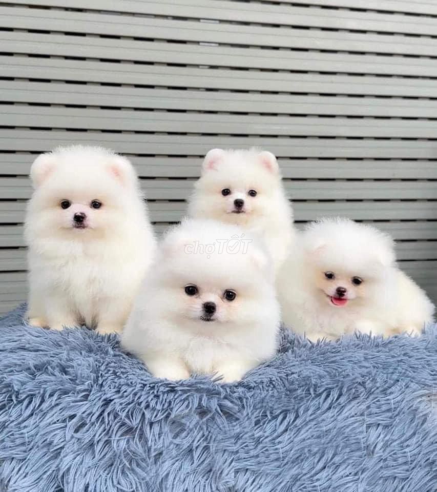 bán chó Phốc sóc pom tại shop130 đường 2/9 đà nẵng. Mua bán Chó tại Quận Hải Châu Đà Nẵng được đăng bởi Chó Cảnh Đà Nẵng 130 đường 2 9  hình 1