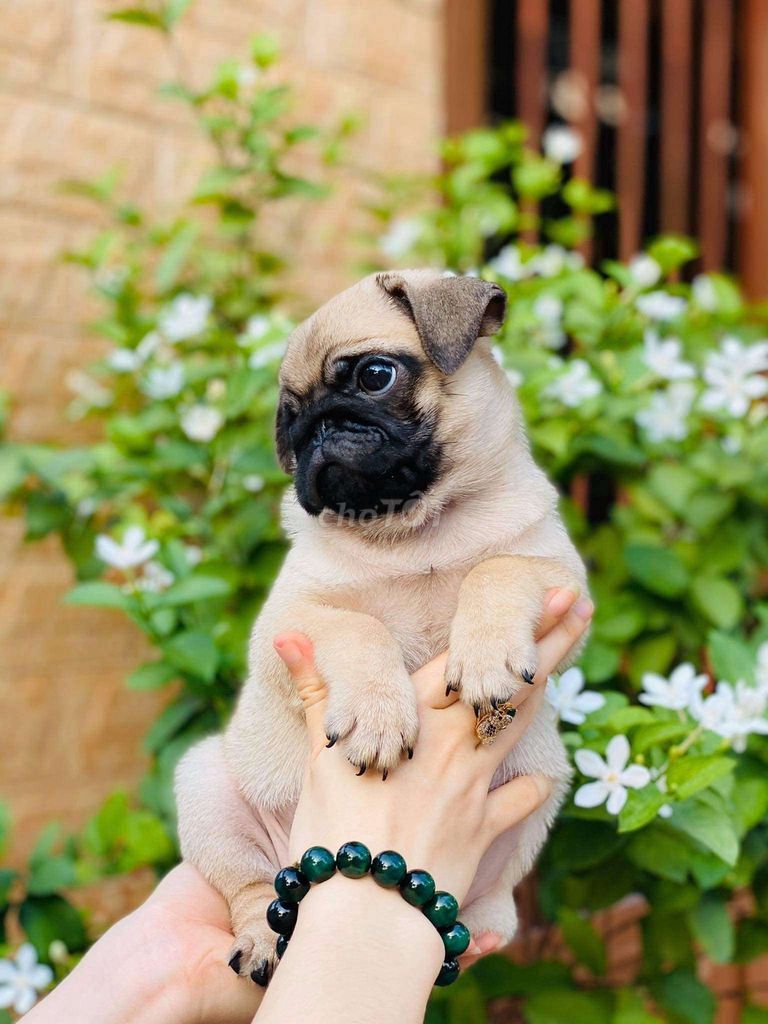 Pug Mặt Xệ Thuần Chủng