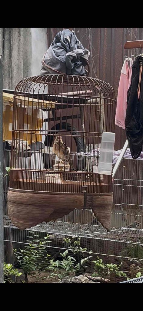 Chim Sơn ca mất 2 móng sau. Mua bán Chim tại Huyện Củ Chi Tp Hồ Chí Minh được đăng bởi chim cu hình 1