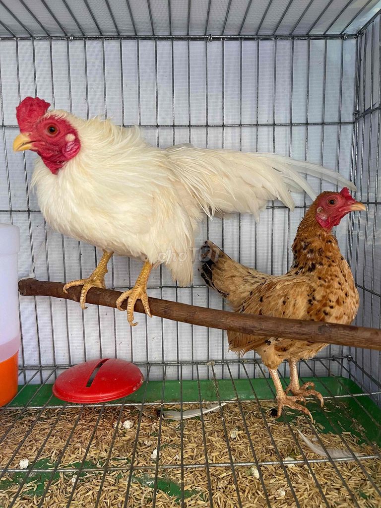 Gà tre bắc mini đang sinh sản giá tốt. Mua bán Gà tại Thành phố Buôn Ma Thuột Đắk Lắk được đăng bởi zdata hình 1