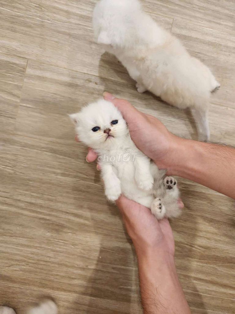 mèo Anh pet tìm ba mẹ. Mua bán Mèo tại Thành phố Thủ Đức Tp Hồ Chí Minh được đăng bởi Trang hình 6