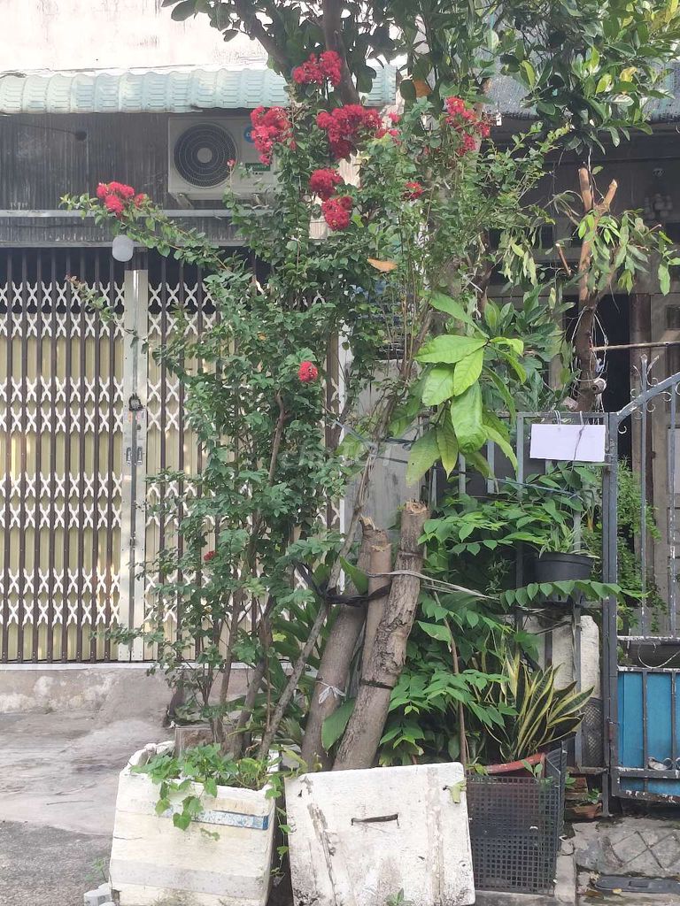 Cây cảnh Tường vi Đỏ 3m 3 năm. Mua bán Cây cảnh, đồ trang trí tại Huyện Hóc Môn Tp Hồ Chí Minh được đăng bởi Tieu Thi Van Ha hình 1