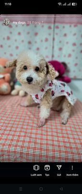Chó Poodle cái 3 tuổi. Mua bán Chó tại Quận Ngũ Hành Sơn Đà Nẵng được đăng bởi Huyền
