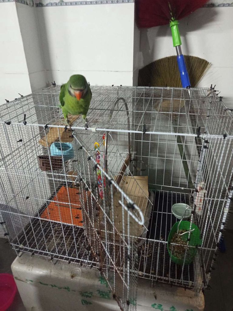  Cả bộ chim cảnh màu Xanh lá. Mua bán Chim tại Quận 8 Tp Hồ Chí Minh được đăng bởi aloo hình 1