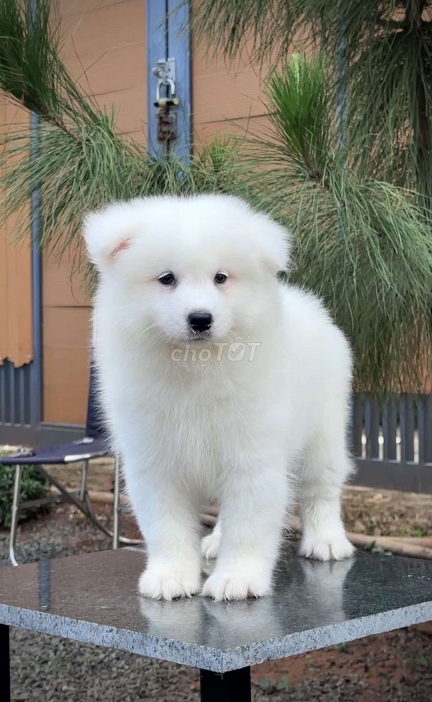 Chó Samoyed đực 2 tháng đã tiêm. Mua bán Chó tại Thành phố Buôn Ma Thuột Đắk Lắk được đăng bởi DOG SAM FARM  hình 1