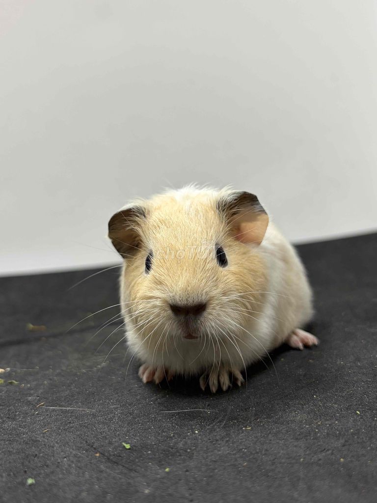 Bọ ú Cali nhiều màu Đực, Cái. Mua bán Thú cưng khác tại Quận Thanh Xuân Hà Nội được đăng bởi Cao Tường Vi  hình 1