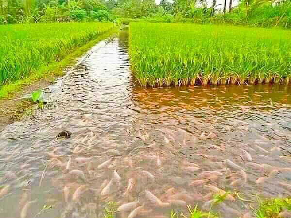 Chuyên trang nhà đất giá rẻ bình dương