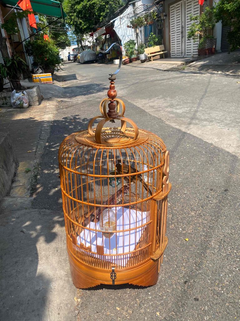 Chim cảnh Nâu 3 mùa. Mua bán Chim tại Quận 10 Tp Hồ Chí Minh được đăng bởi Nguyễn Trung hình 1