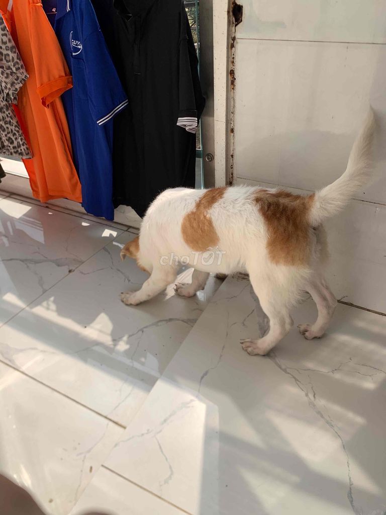 Chó đực dưới 3 tháng. Mua bán Chó tại Thị xã Bến Cát Bình Dương được đăng bởi Đăg hình 1