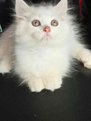 Mèo ALD Chân Lùn Cái Cute