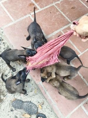 Béc Bỉ 50 ngày tuổi