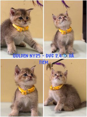 Mèo Golden ny25 đực 1.5 tháng đã tiêm