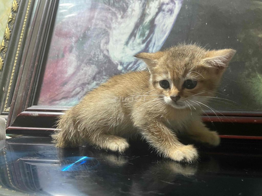 cần thu nhận các e có mèo anh cả mèo goden 5 bé. Mua bán Mèo tại Huyện Hóc Môn Tp Hồ Chí Minh được đăng bởi ngo dat hình 3