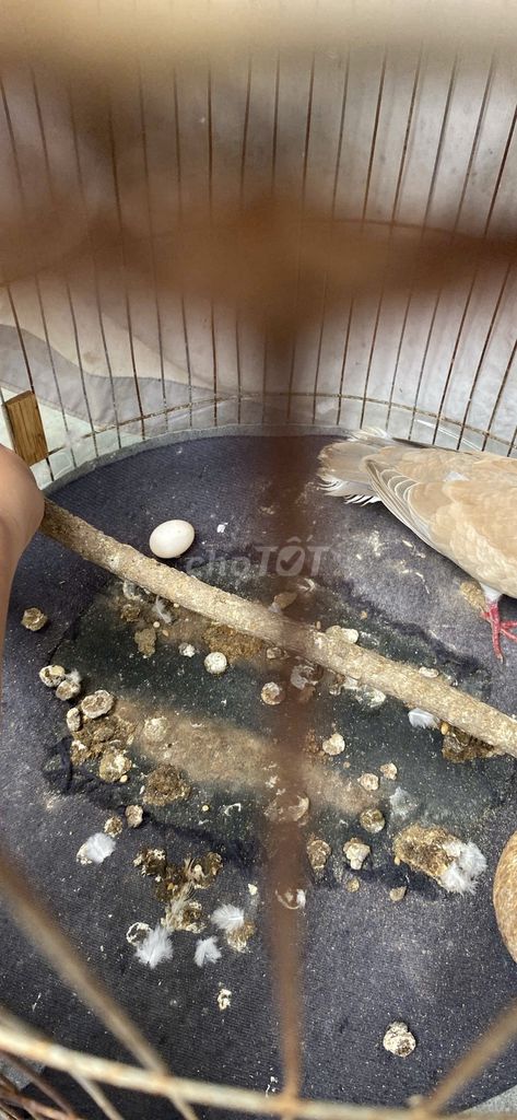 Bán Chim cu pháp dạng người. Mua bán Chim tại Thành phố Nha Trang Khánh Hòa được đăng bởi tuấn hình 1