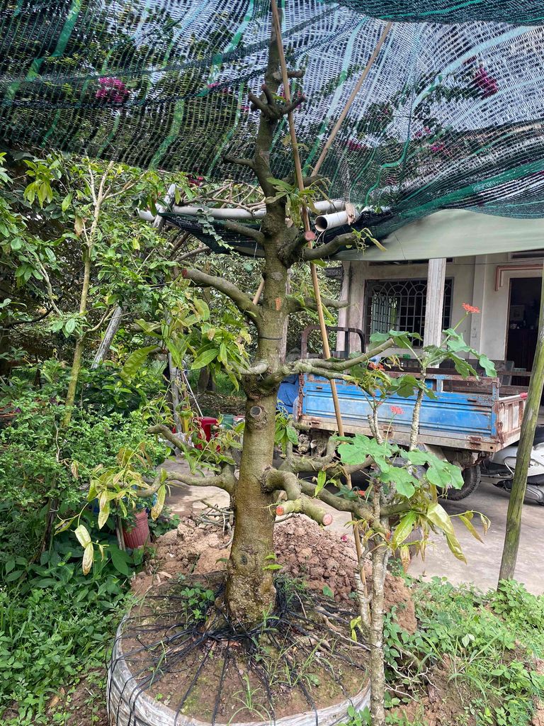 mai vang ben tre. Mua bán Cây cảnh, đồ trang trí tại Huyện Châu Thành Bến Tre được đăng bởi Nguyên Ho tan dat hình 1