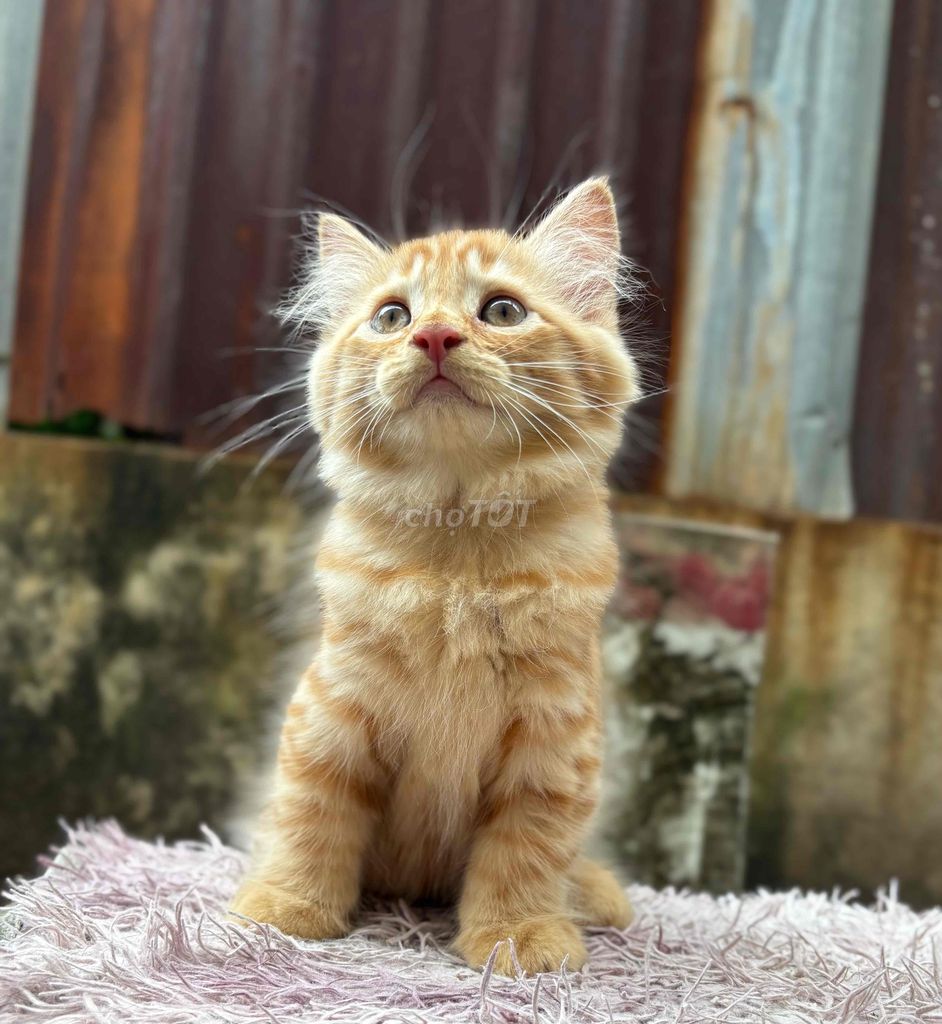 mèo red tabby lông dài