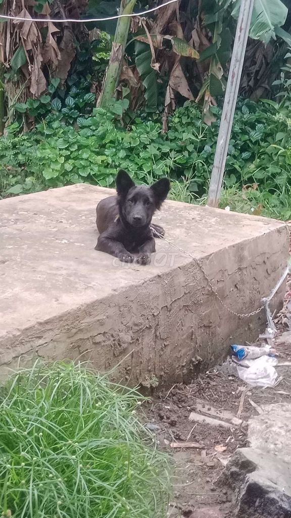 Chó Corgi Đực Đen Đã tiêm phòng Thân thiện. Mua bán Chó tại Huyện Hóc Môn Tp Hồ Chí Minh được đăng bởi PHÚC HUY HUỲNH NGỌC hình 1