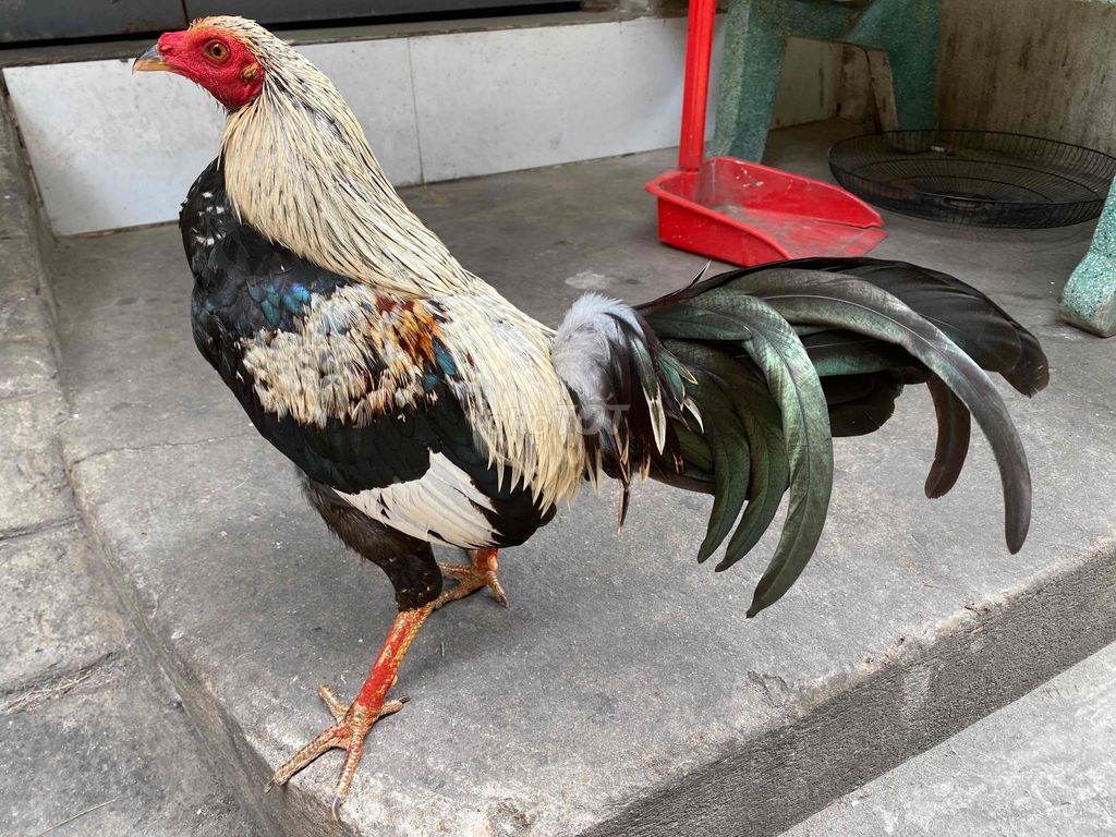 gà chuối mỹ 1kg5 mau chơi tết. Mua bán Gà tại Huyện Bình Chánh Tp Hồ Chí Minh được đăng bởi Tuấn Gà Đá  hình 1