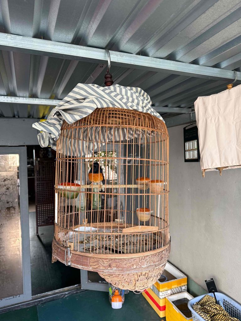 chim 5 mùa cả bộ lồng và chim thanh lý 650k. Mua bán Chim tại Huyện Bình Chánh Tp Hồ Chí Minh được đăng bởi P M T hình 1