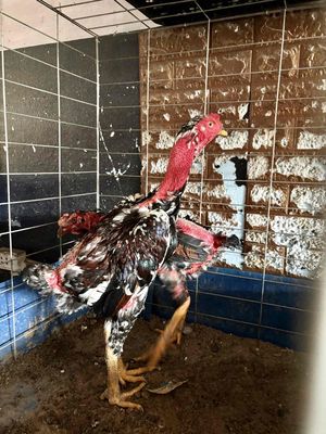 Tơ Zin dòng hầu tai vai đốc. Mua bán Gà tại Quận 12 Tp Hồ Chí Minh được đăng bởi Xe Máy An Quyên 