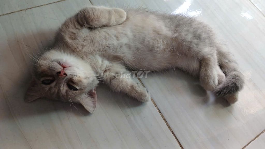Mèo Chân lùn Tabby đực 3 tháng. Mua bán Mèo tại Quận Bình Thuỷ Cần Thơ được đăng bởi Nguyễn Hoà hình 1