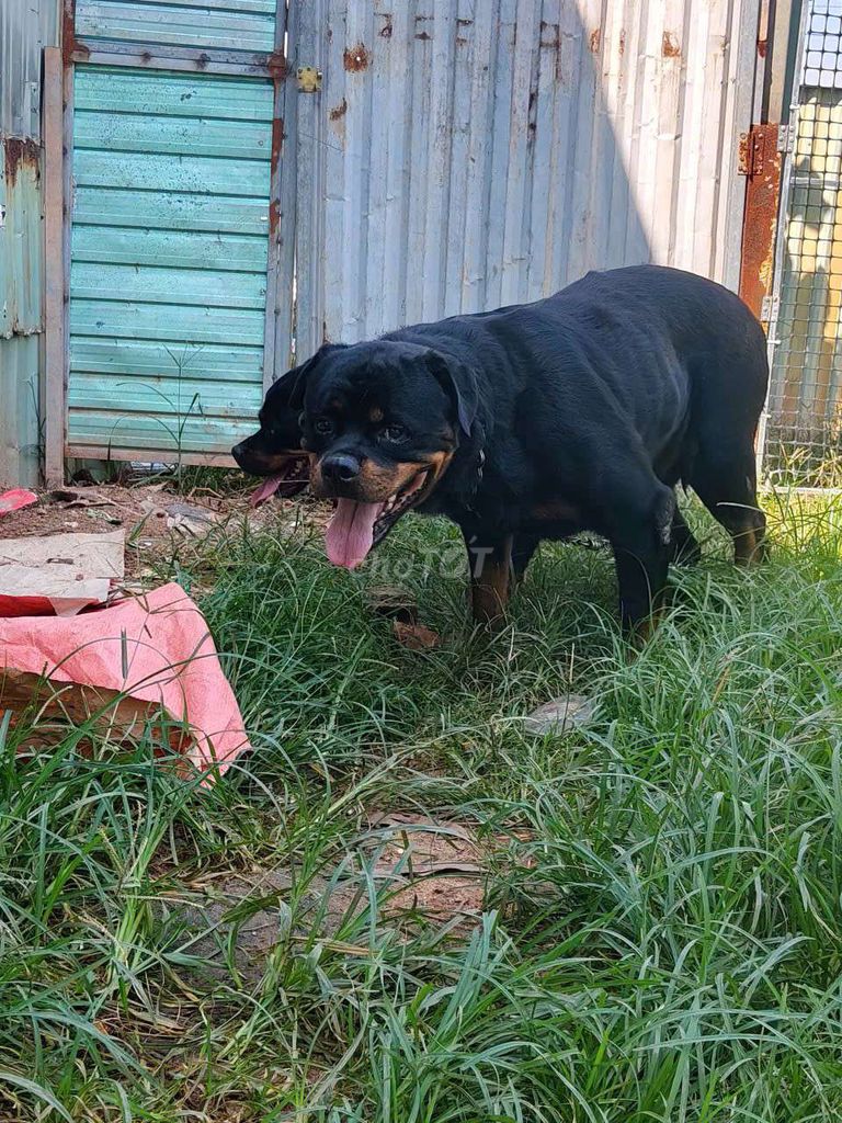 Rottweiler Đực 55kg.nhận phối giống. Mua bán Chó tại Thị xã Bến Cát Bình Dương được đăng bởi Malinois bình dương  hình 1