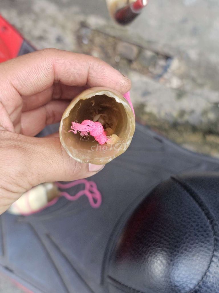 Kèn Sừng Nhiều màu. Mua bán Nhạc cụ tại Quận Tân Bình Tp Hồ Chí Minh được đăng bởi A phát hình 1