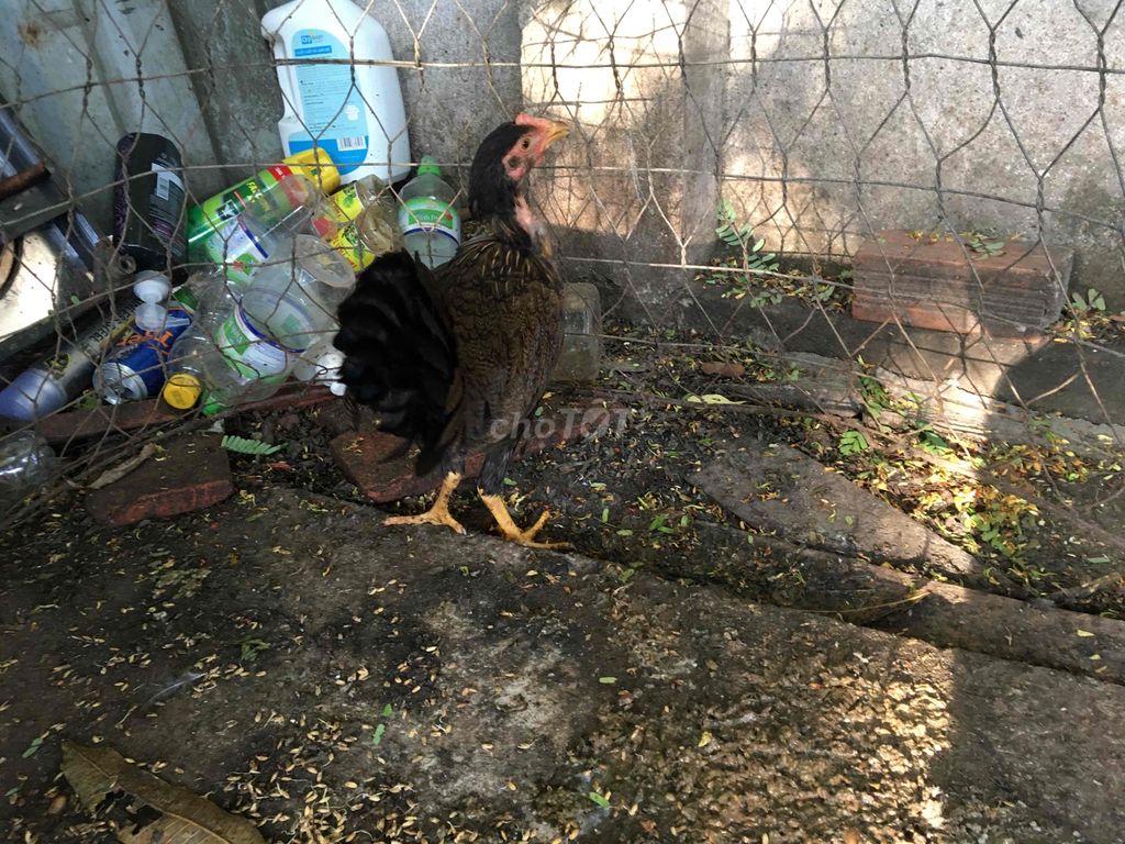mái nồi thái mỹ tơ con giá 250k số 1