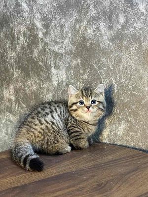 Mèo tappy hổ con đáng iu