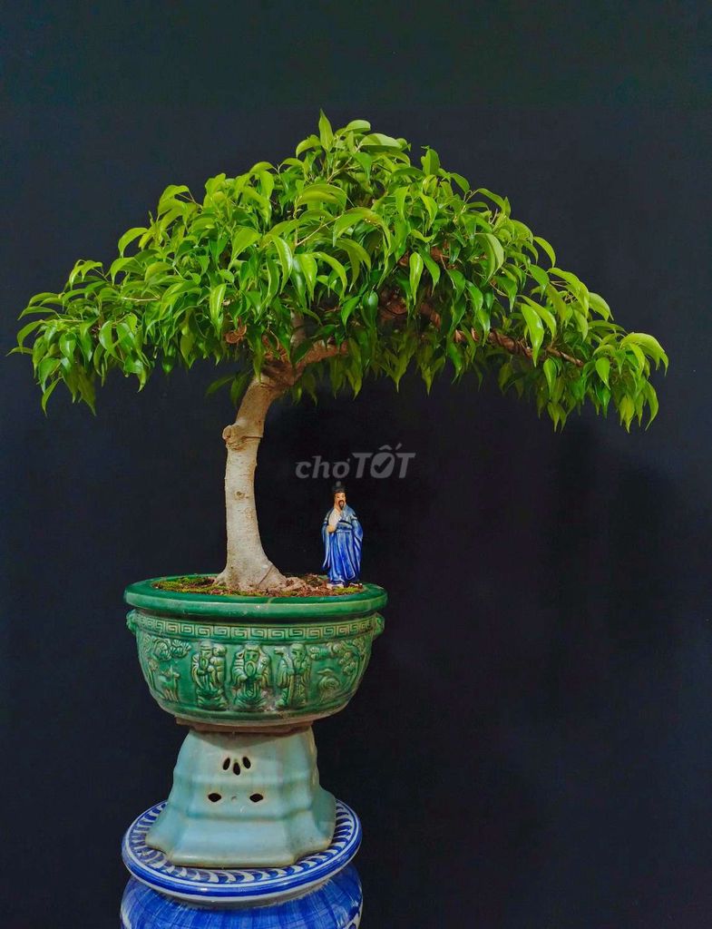 Cây Sanh bonsai cao 70cm