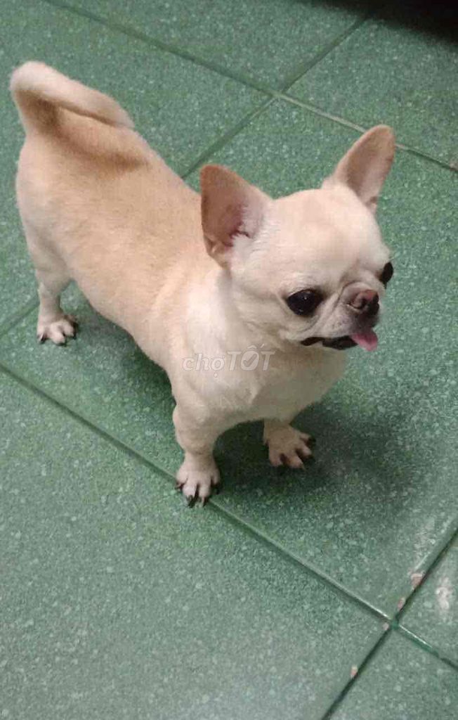 nhận giống phối chó chihuahua heo l màu trắng kem