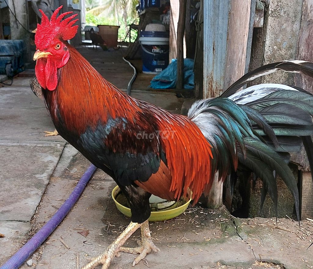Điều Lá 2.7Kg. Mua bán Gà tại Thành phố Tân An Long An được đăng bởi Dung hình 1