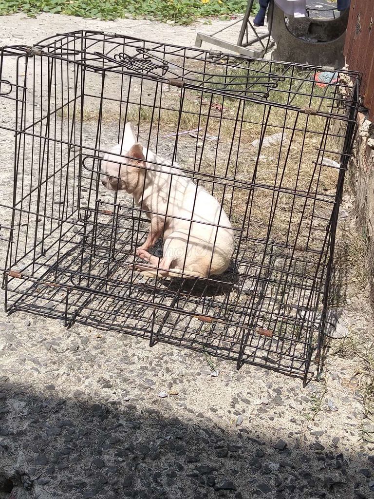 Chó Chihuahua trắng 15 tháng. Mua bán Chó tại Huyện Hóc Môn Tp Hồ Chí Minh được đăng bởi tháo hình 1