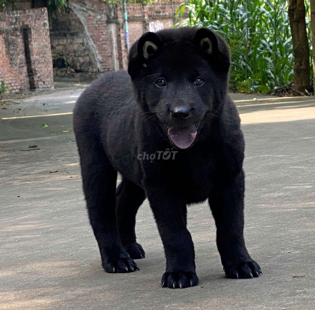Chó Đen lưỡi đen tuyền cho đuc . Mua bán Chó tại Thành phố Thủ Đức Tp Hồ Chí Minh được đăng bởi cho H mong hình 1