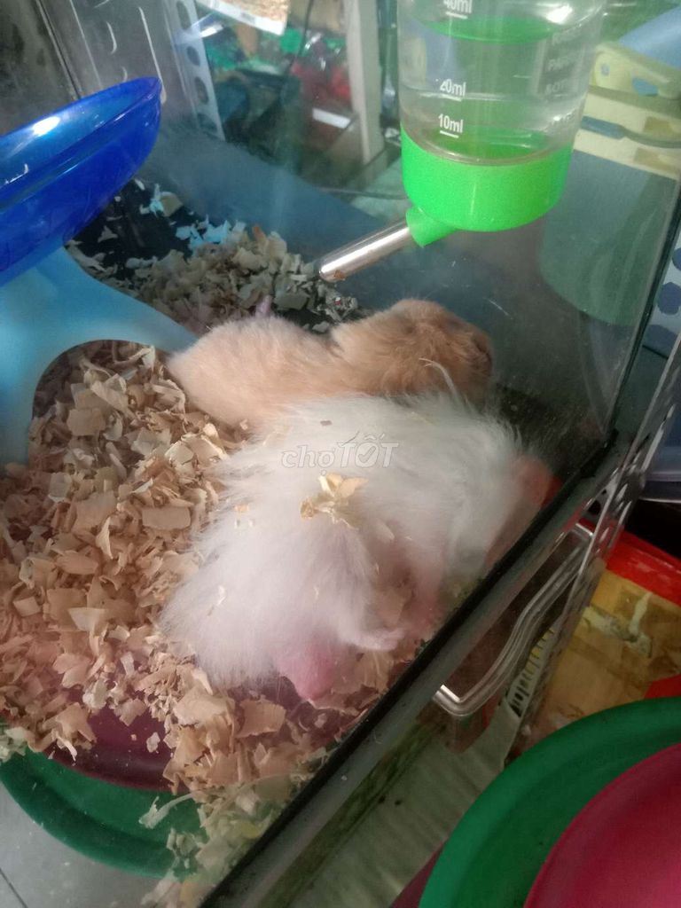 Hamster Bear Trắng Nâu Cả hai Tốt. Mua bán Thú cưng khác tại Thành phố Thủ Đức Tp Hồ Chí Minh được đăng bởi Thanh Tam hình 1