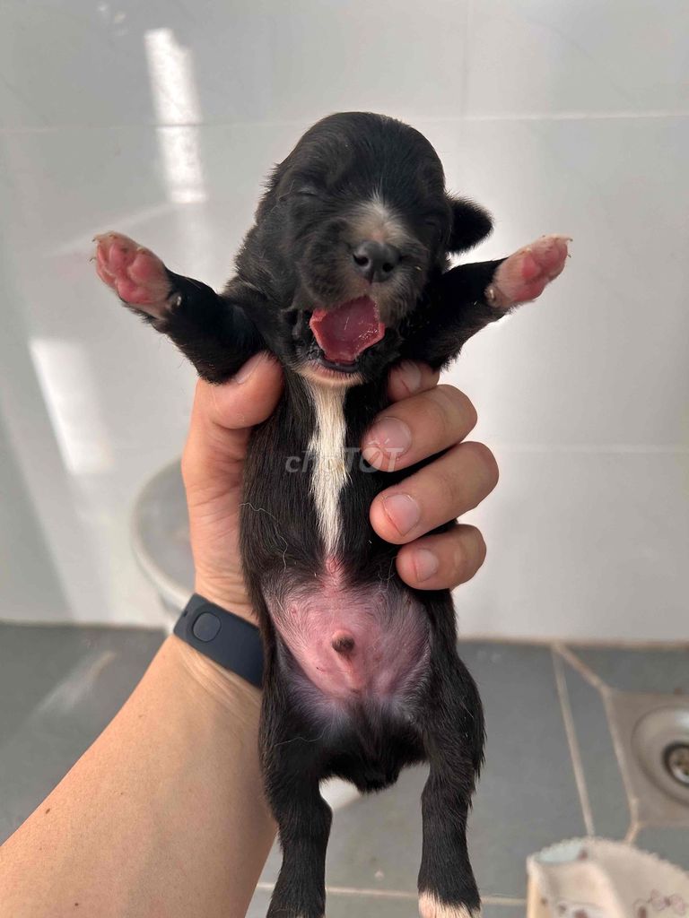 Chó Lai Corgi Poodle 1 tháng tuổi. Mua bán Chó tại Thành phố Thủ Đức Tp Hồ Chí Minh được đăng bởi Phong Võ Văn hình 1