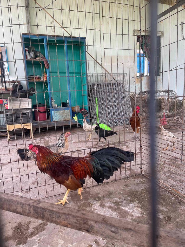 Gà chọi tơ đực. Mua bán Gà tại Huyện Mỹ Xuyên Sóc Trăng được đăng bởi gà gjá rẻ sóc trăng hình 1