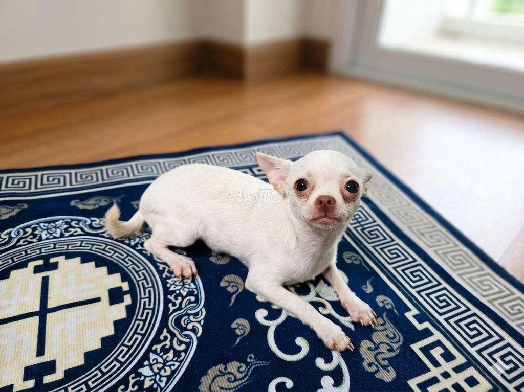 Chó Chihuahua tìm chủ yêu. Mua bán Chó tại Quận 4 Tp Hồ Chí Minh được đăng bởi Hải Đăng Nguyễn Trường hình 1