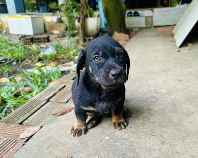 Cần rả bầy lạp xưởng lai  8 tuần tuổi chân ngắn