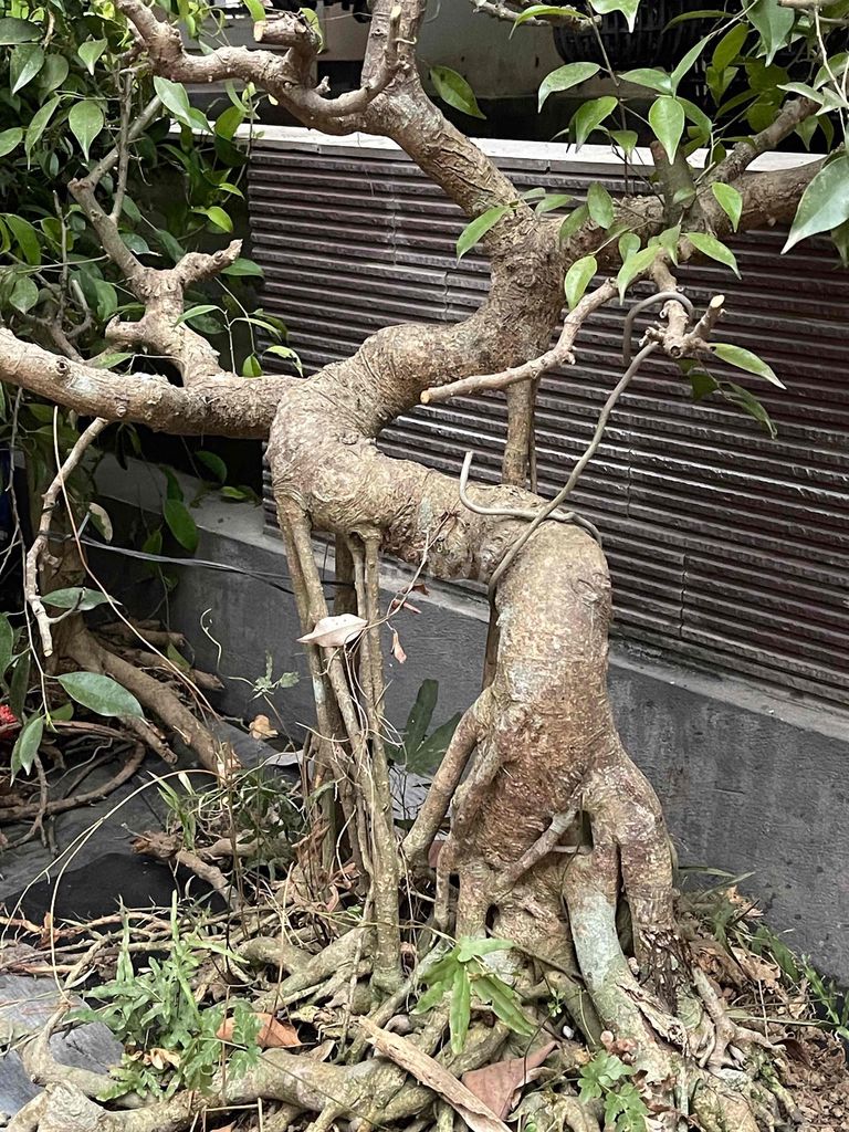 Cây cảnh 11 phôi 20 năm. Mua bán Cây cảnh, đồ trang trí tại Huyện Phúc Thọ Hà Nội được đăng bởi Tuan hình 1