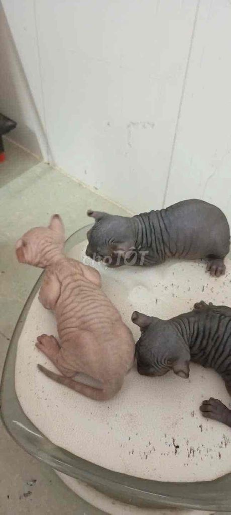 Mèo Sphynx đực xám chân lùn tai xoăn gần 2 tháng. Mua bán Mèo tại Thành phố Cao Bằng Cao Bằng được đăng bởi Đan hình 1