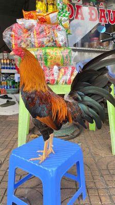 điều cuban 1kg1. Mua bán Gà tại Quận Ninh Kiều Cần Thơ được đăng bởi Thuong Pham