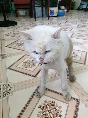 Cần tìm chủ cho bé mèo đực ALD. Mua bán Mèo tại Quận 8 Tp Hồ Chí Minh được đăng bởi nhàn