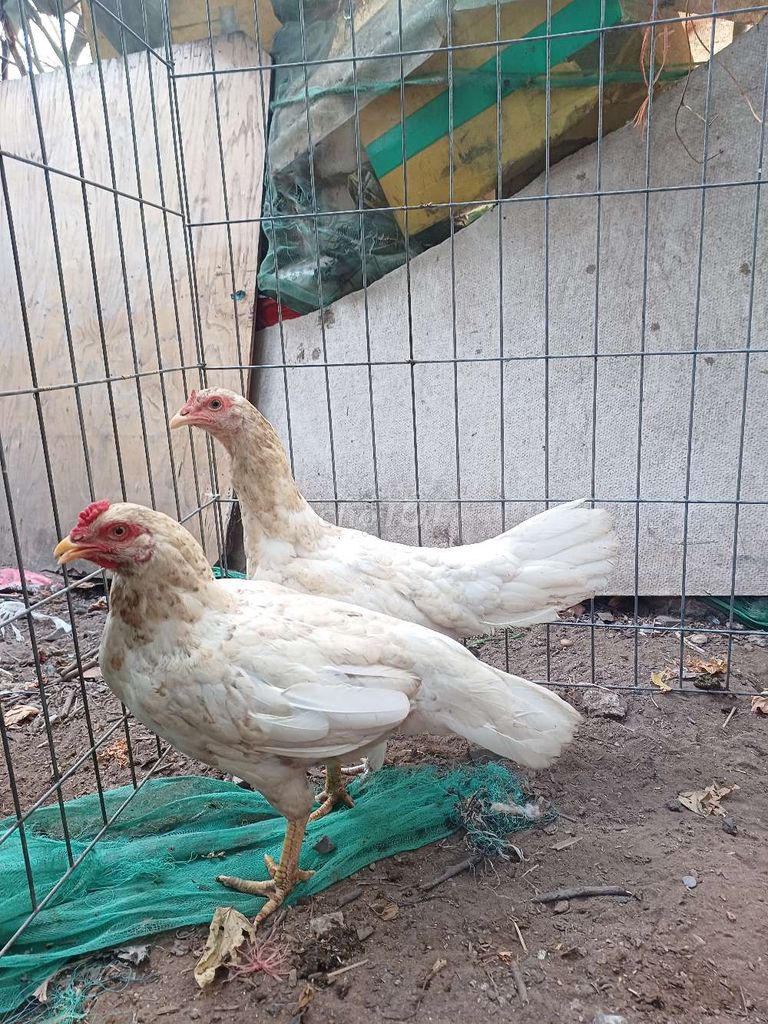 Gà Lai Thái Cái Trắng 1.7kg. Mua bán Gà tại Quận 7 Tp Hồ Chí Minh được đăng bởi nguyễn văn kiệt hình 1