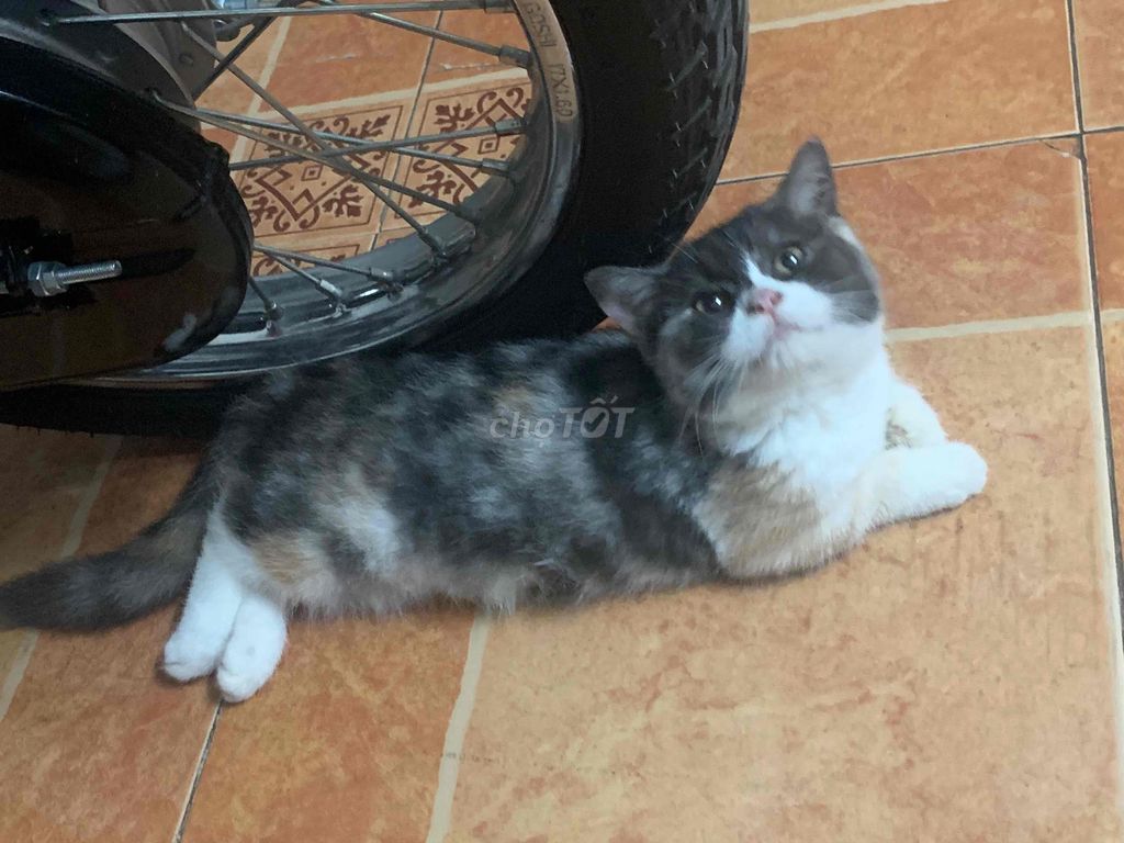 Mèo aln màu tam thể 4 tháng tuổi giống cái