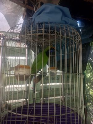 Chim thanh tước. Mua bán Chim tại Quận 7 Tp Hồ Chí Minh được đăng bởi Chim chìa vôi